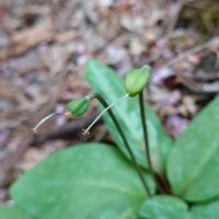 カタクリ,山野草,野草,スプリングエフェメラルの画像