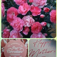 カーネーション,花言葉,母の日プレゼント,ピンクワールドへ ようこそ,しあわせ運べるようにの画像