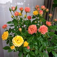 ミニバラ コルダーナ,ベランダガーデン,花のある暮らし,母の日プレゼントの画像
