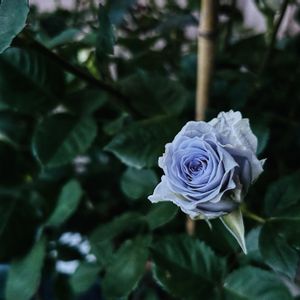 バラ・サンライトロマンティカ,バラ　ブルーグラビティ,バラ 鉢植え,ばら バラ 薔薇の画像