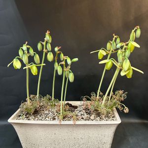 アルブカ スピラリス,多肉植物,観葉植物,珍奇植物,ケープバルブの画像