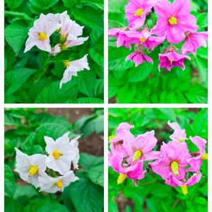 白い花,ピンクの花,あかい花,おうち園芸,家庭菜園の画像
