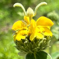 カンガルーポー,エルサレムセージ,幸せの黄色いお花,明日はきっと良い日になる,ワクワクの花たちの画像