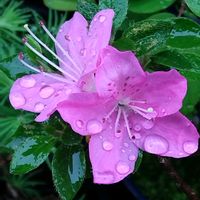 ミヤマキリシマツツジ,ミヤマキリシマツツジ,鉢植え,雨に咲く花の画像