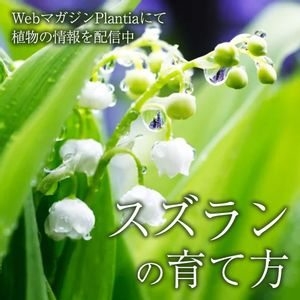 スズラン,観葉植物,ガーデニング,緑のある暮らし,植物のある暮らしの画像