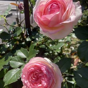 バラ,バラ,ピエールドゥロンサール,植物のある暮らし,バラ・ミニバラの画像