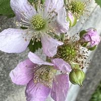ブラックベリー,ブラックベリーの花,我が家の庭,つる性,つる巻き月曜日の画像