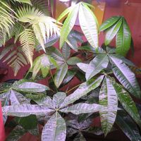 パキラ(斑入り),パキラ・グラブラ,観葉植物,インテリアグリーン,珍奇植物の画像
