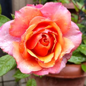 薔薇,薔薇,薔薇,ミニバラ タマラ・コルダナ,栽培記録の画像