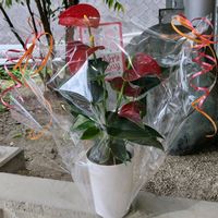 アンスリウム,鉢植え,母の日プレゼント,かわいい花,風薫る5月の画像