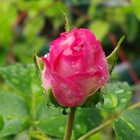薔薇,鉢植え,我が家の庭,雨の日,ストロベリーアイスの画像