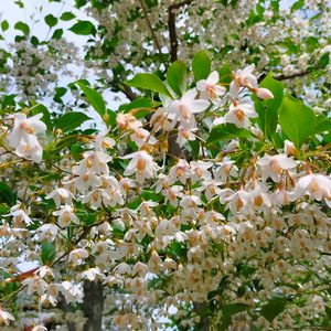 エゴの木の花,多肉植物,多肉初心者,シンボルツリー,花のある暮らしの画像