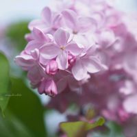 ライラック,お花,ピンク,北海道,写真撮影の画像