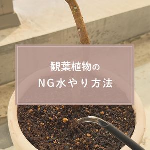 観葉植物,ガーデニング,緑のある暮らし,植物のある暮らし,肥料の画像