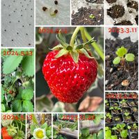イチゴ,いちご　かおり野,種から,プランター植え,イチゴ栽培の画像