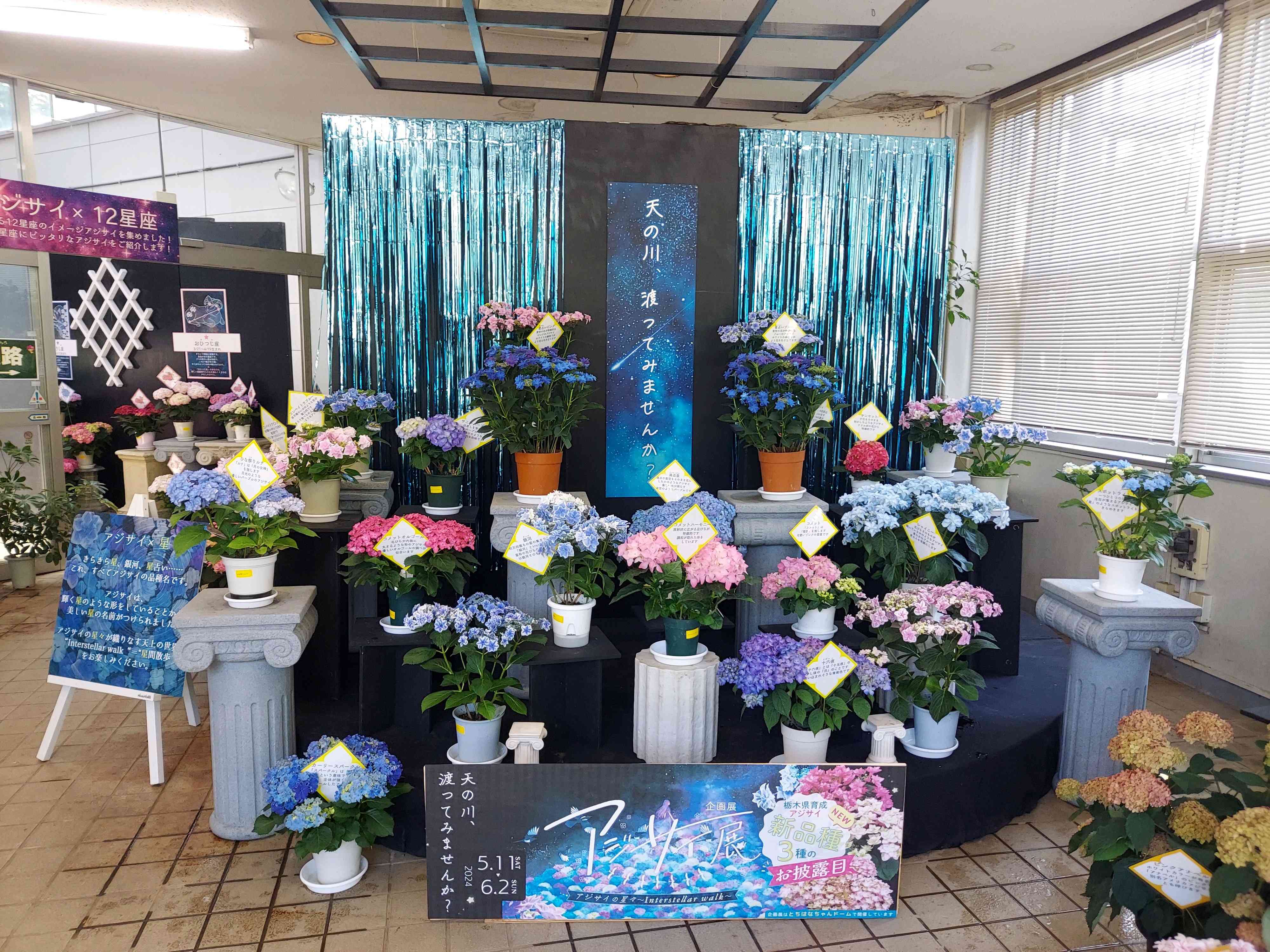 No.98 とちぎ花センター アジサイ展 2024/05/11｜🍀GreenSnap