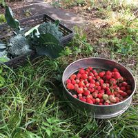 イチゴ,ブロッコリ,家庭菜園の画像