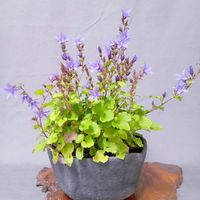 山野草,可愛い〜♡,青紫の花,可愛い花,鉢植え。の画像