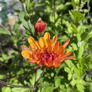 クリサンセマム　マウントオービスク,鉢植え,開花,オレンジ色の花,緑が好きの画像