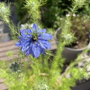 ニゲラ,鉢植え,開花,白い花,青い花の画像