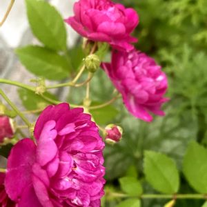 花のある暮らし,ミニバラ鉢植え,バラ・ミニバラ,ゆるキャラ倶楽部,ばら バラ 薔薇の画像