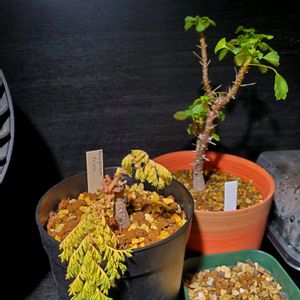 ペラルゴニウム　トリステ,ペラルゴニウム　ゼロフィトン,塊根植物,南アフリカ原産,灌木系コーデックスの画像