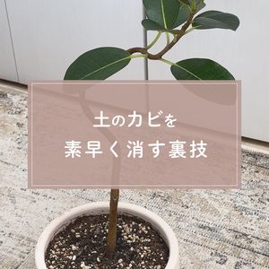 観葉植物,ガーデニング,緑のある暮らし,植物のある暮らし,肥料の画像