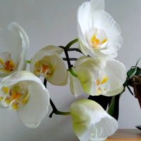 ファレノプシス胡蝶蘭,リビングルーム,花ある暮らし!の画像