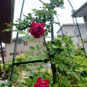 地植え,ばら バラ 薔薇,小さな庭の画像