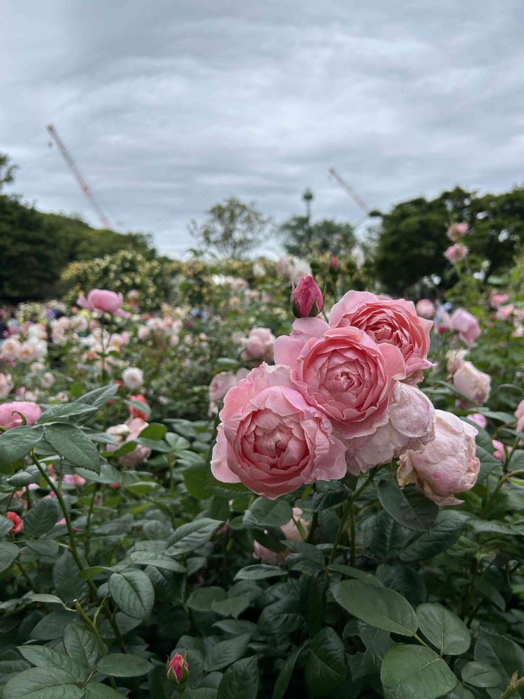 さとこさんの港の見える丘公園への投稿