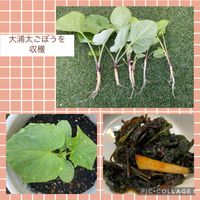 PR,大浦太牛蒡収穫,野菜遺産,野菜遺産プロジェクト,家庭菜園の画像
