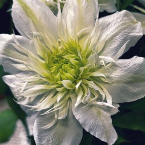 クレマチス 白万重(しろまんえ),花のある暮らし,母の日プレゼント,かわいいお花,今年はクレマチスの画像