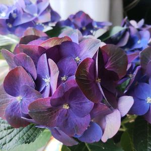 アジサイ,紫陽花,紫の花,母の日,植物のある暮らしの画像