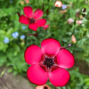 花壇,癒し,花のある暮らし,華やか,iPhone撮影の画像