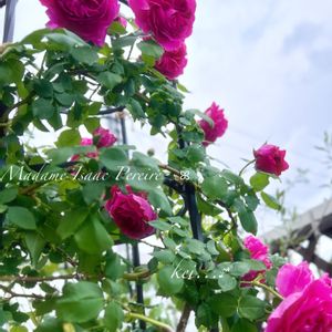 ナチュラルガーデン,花のある暮らし,春のお花,GSのみなさんに感謝♡,ばら バラ 薔薇の画像