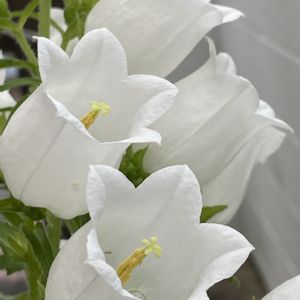 カンパニュラ　メイブルー,カンパニュラ　メイホワイト,カンパニュラ    メイピンク,小さな花壇,花のある暮らしの画像