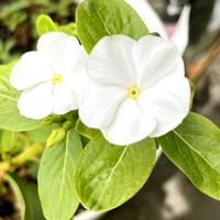 ニチニチソウ,白い花,ベランダの画像