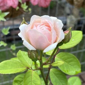 バラ ブリーズ,小さな花壇,ばら バラ 薔薇,庭の画像