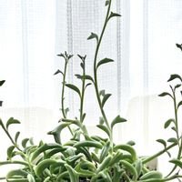 ドルフィンネックレス,多肉植物,セネシオ属,ネックレス系,イルカネックレスの画像