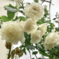 花のある暮らし,我が家のバラ,白いバラ,バラのある暮らし,ばら バラ 薔薇の画像