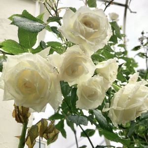 花のある暮らし,我が家のバラ,白いバラ,バラのある暮らし,ばら バラ 薔薇の画像