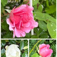 スターチス,シュネープリンセス,バラ ビアンヴニュ,鉢バラ,ばら バラ 薔薇の画像