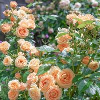 バラ,薔薇,バラ ラドルチェヴィータ,花壇,可愛いの画像