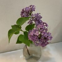 ライラック,今日の花,花のある暮らし,紫のお花,トイレ・洗面所の画像
