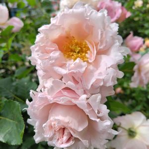 ソフィー・ロシャス,ソフィー・ロシャス,香りの良いバラ,バラを楽しむ,おうち園芸の画像