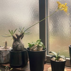 グラキリス,塊根植物,パキポ,室内管理,パキポ中毒の画像