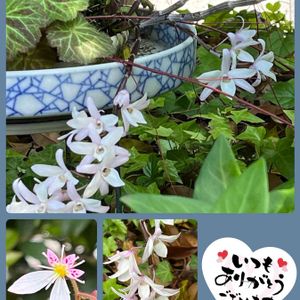 セッコク,ユキノシタ,苔玉,癒し,今日の一枚の画像