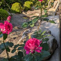 薔薇,マダガスカルジャスミン,香りのバラ　エマ,白い花,ピンクの花の画像