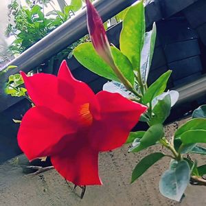 マンデビラ,ベランダガーデン,つる性植物,情熱の赤,真っ赤な火曜日の画像