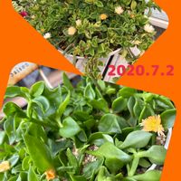 斑入りスズラン,黄花グリーンサンローズ,ブラックマディバ,葉挿し,北海道の画像